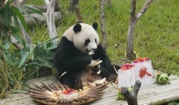 南宁动物园爆料案件最新,惊现动物逃脱事件，真相揭秘！